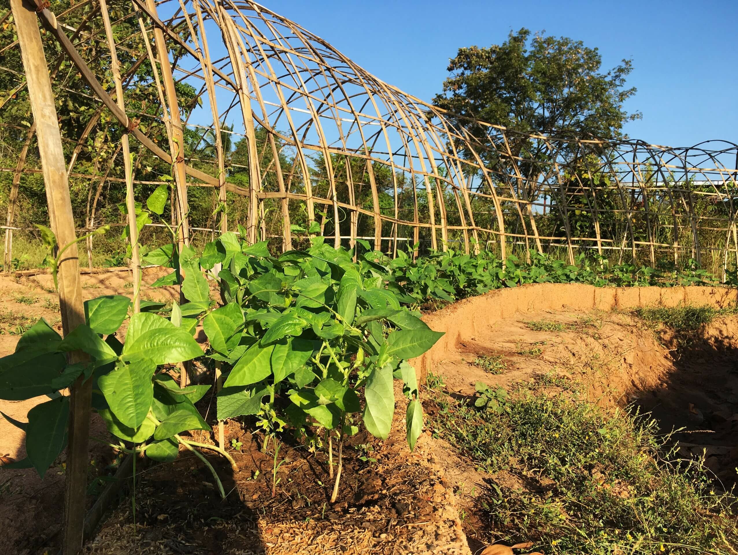 Agriculture Technology Centre, Cambodia – Squire & Partners